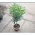 树形独杆米兰九里香盆栽花四季开花不断室内香花植物净化空气