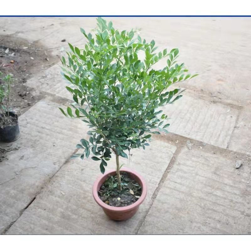 树形独杆米兰九里香盆栽花四季开花不断室内香花植物净化空气