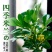 树形独杆米兰九里香盆栽花四季开花不断室内香花植物净化空气