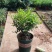树形独杆米兰九里香盆栽花四季开花不断室内香花植物净化空气