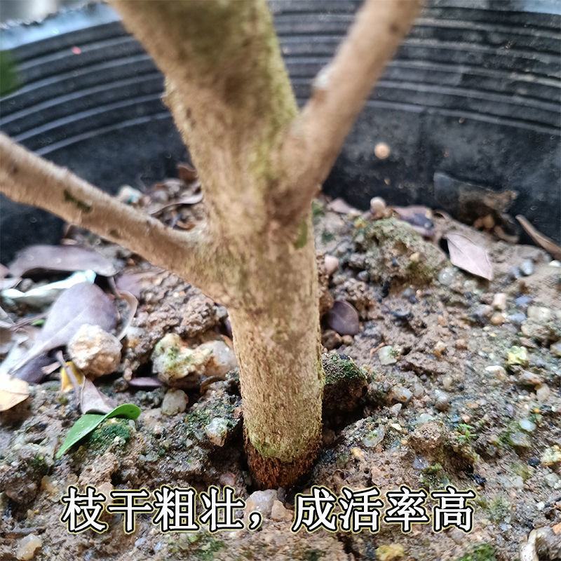 树形独杆米兰九里香盆栽花四季开花不断室内香花植物净化空气