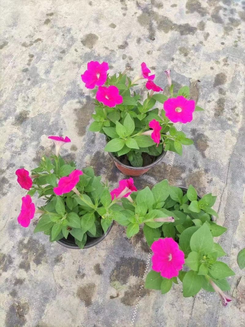 本基地常年供应各种苗木花卉300矮牵牛，质量保证欢迎咨询