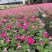 本基地常年供应各种苗木花卉300矮牵牛，质量保证欢迎咨询