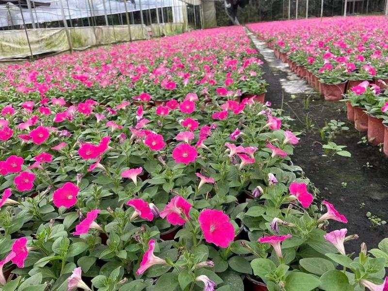本基地常年供应各种苗木花卉300矮牵牛，质量保证欢迎咨询