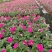 本基地常年供应各种苗木花卉300矮牵牛，质量保证欢迎咨询