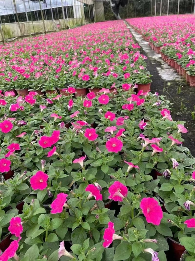本基地常年供应各种苗木花卉300矮牵牛，质量保证欢迎咨询