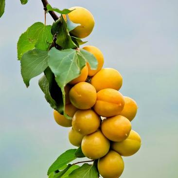 杏树苗-荷兰香蜜杏-珍珠油杏-苞谷杏，丰园红杏，吊干杏