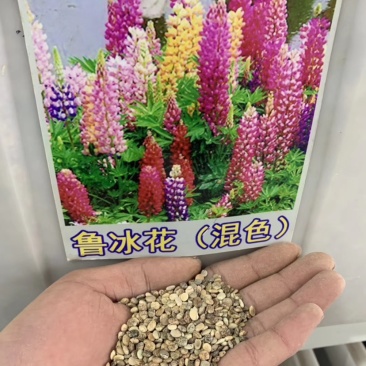 鲁冰花种子庭院阳台盆栽花卉植物种孑