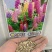 鲁冰花种子庭院阳台盆栽花卉植物种孑