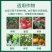 辛菌胺醋酸盐柑橘苹果腐烂病溃疡病锈病枯萎病杀菌剂