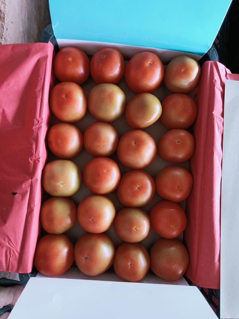 云南楚雄【元谋番茄】精品西红柿弧三以上，可一件代发红粉