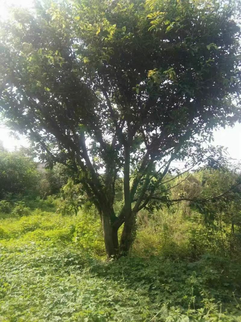 本基地常年供应各种苗木花卉300多种黄葛树，质量保证欢迎