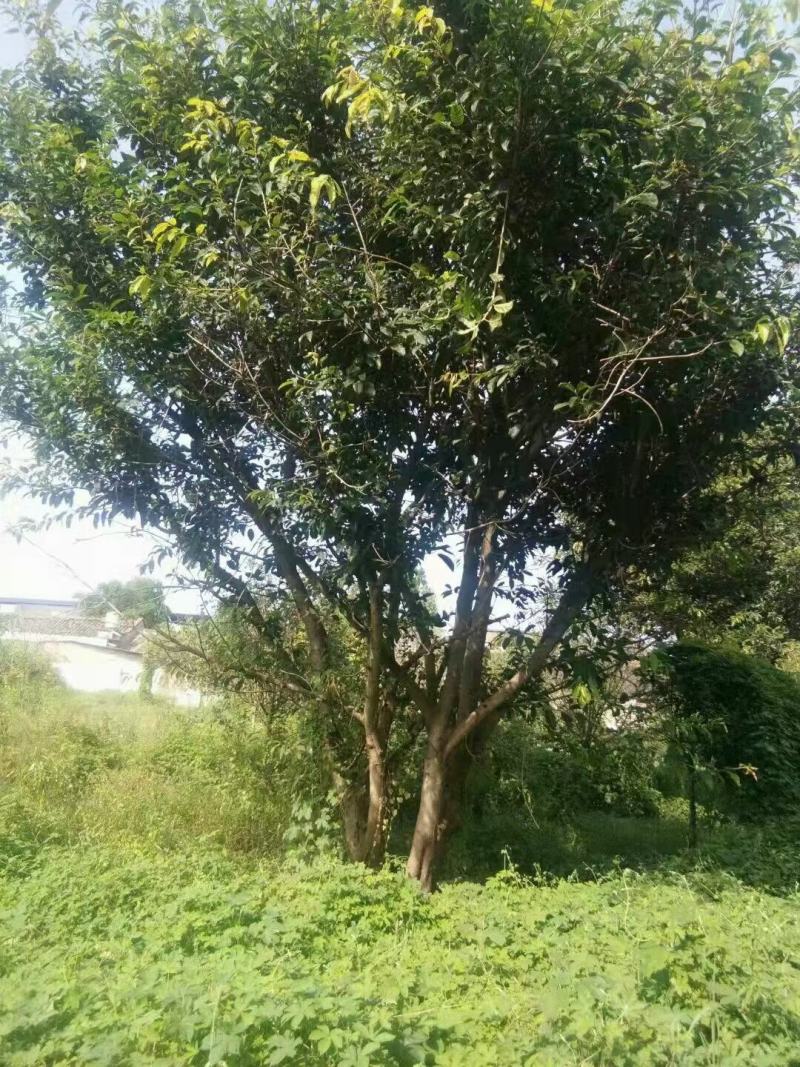 本基地常年供应各种苗木花卉300多种黄葛树，质量保证欢迎