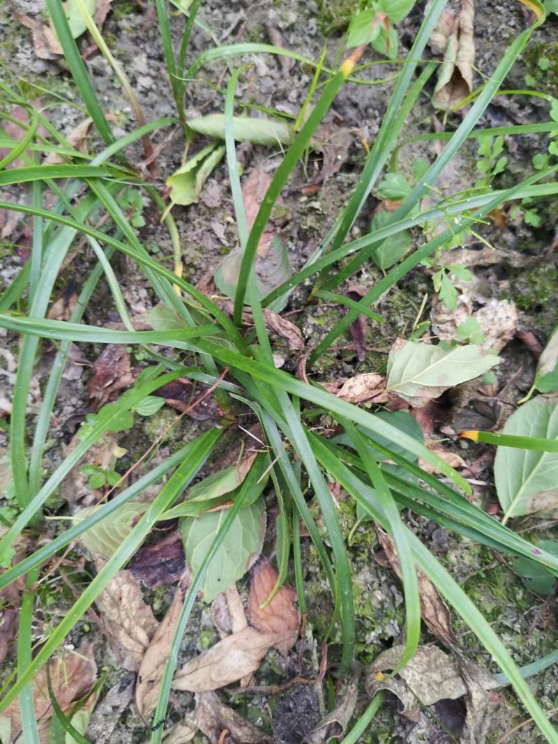 四川成都温江基地苗圃黄昌蒲，质量保证，欢迎选购