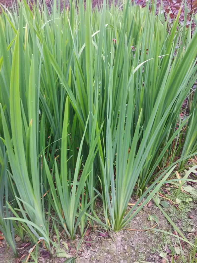 四川成都温江基地苗圃黄昌蒲，质量保证，欢迎选购