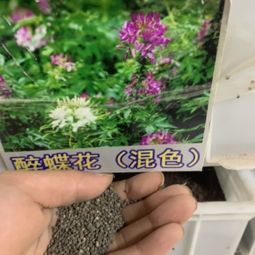 醉蝶花种子阳台绿植庭院花卉种子景观花海花籽