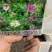 醉蝶花种子阳台绿植庭院花卉种子景观花海花籽