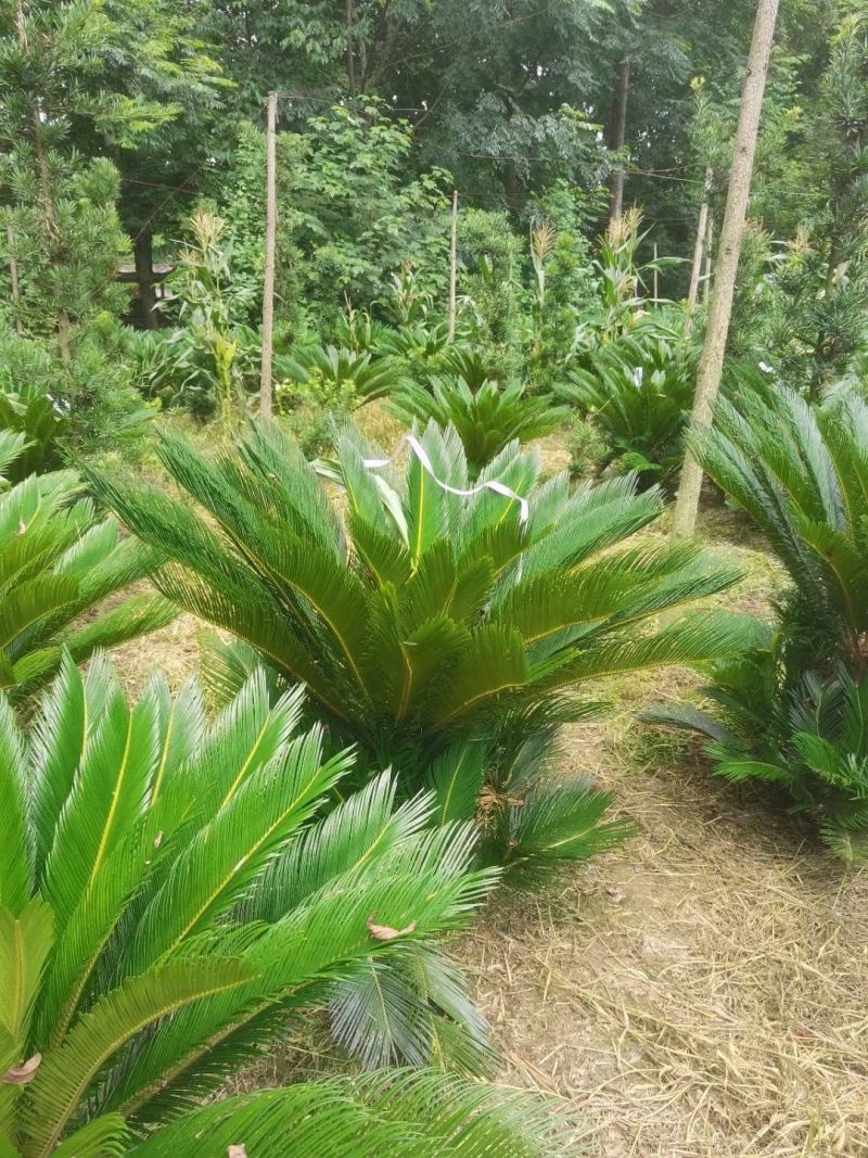 本基地常年供应各种苗木花卉苏铁，质量保证，基地货欢迎选购
