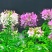 醉蝶花种子阳台绿植庭院花卉种子景观花海花籽