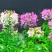 醉蝶花种子阳台绿植庭院花卉种子景观花海花籽
