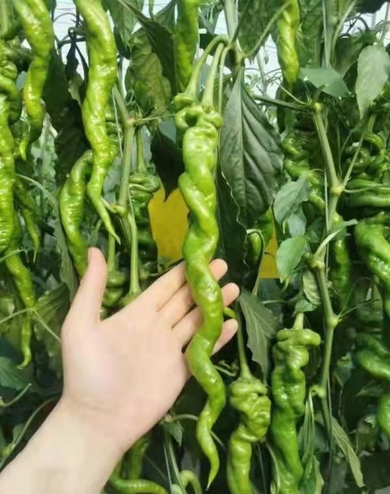 螺丝椒苗大果螺丝椒种苗陇椒苗螺丝辣椒苗寿光育苗厂