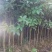 出土量2公分桂花，2-3公分桂花大量供应