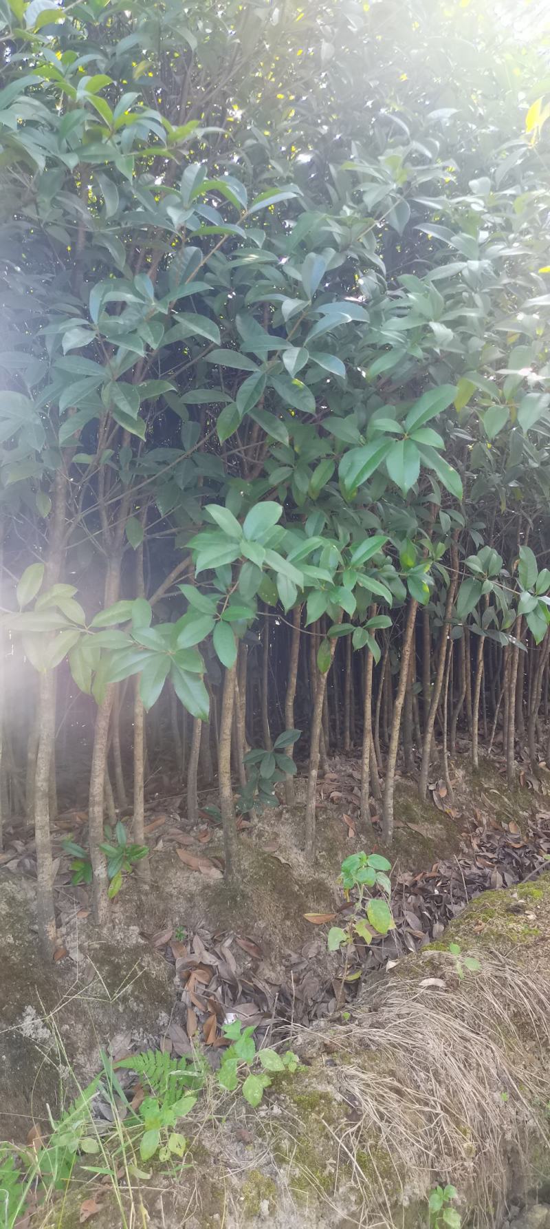 出土量2公分桂花，2-3公分桂花大量供应