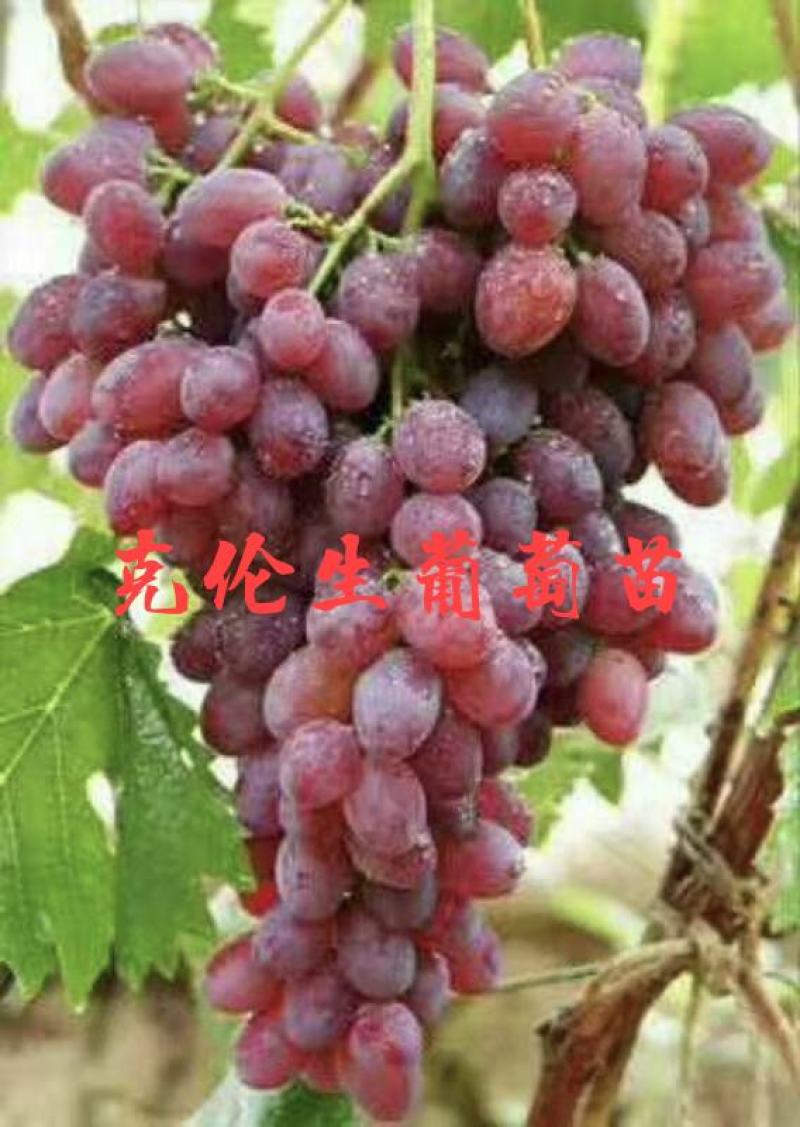 【实力推荐】葡萄苗红提提葡萄苗保成活率免费技术指导