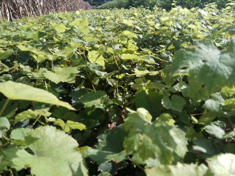 【实力推荐】葡萄苗红提提葡萄苗保成活率免费技术指导