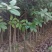出土量2公分桂花，2-3公分桂花大量供应