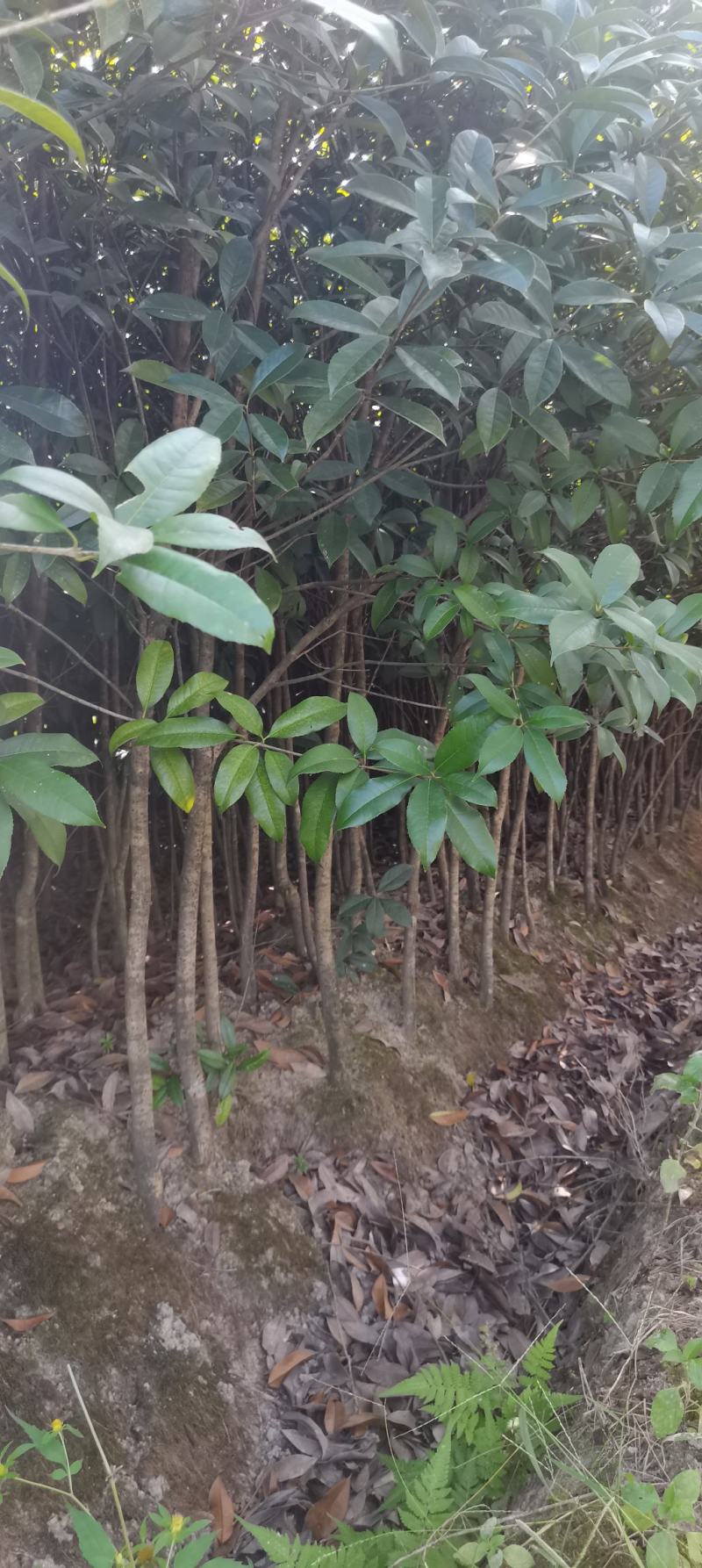 出土量2公分桂花，2-3公分桂花大量供应