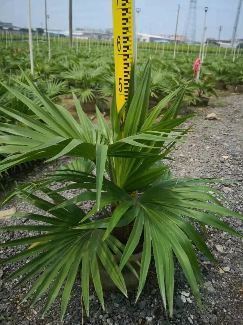四川成都温江基地苗圃棕竹杯苗30-50高质量保证