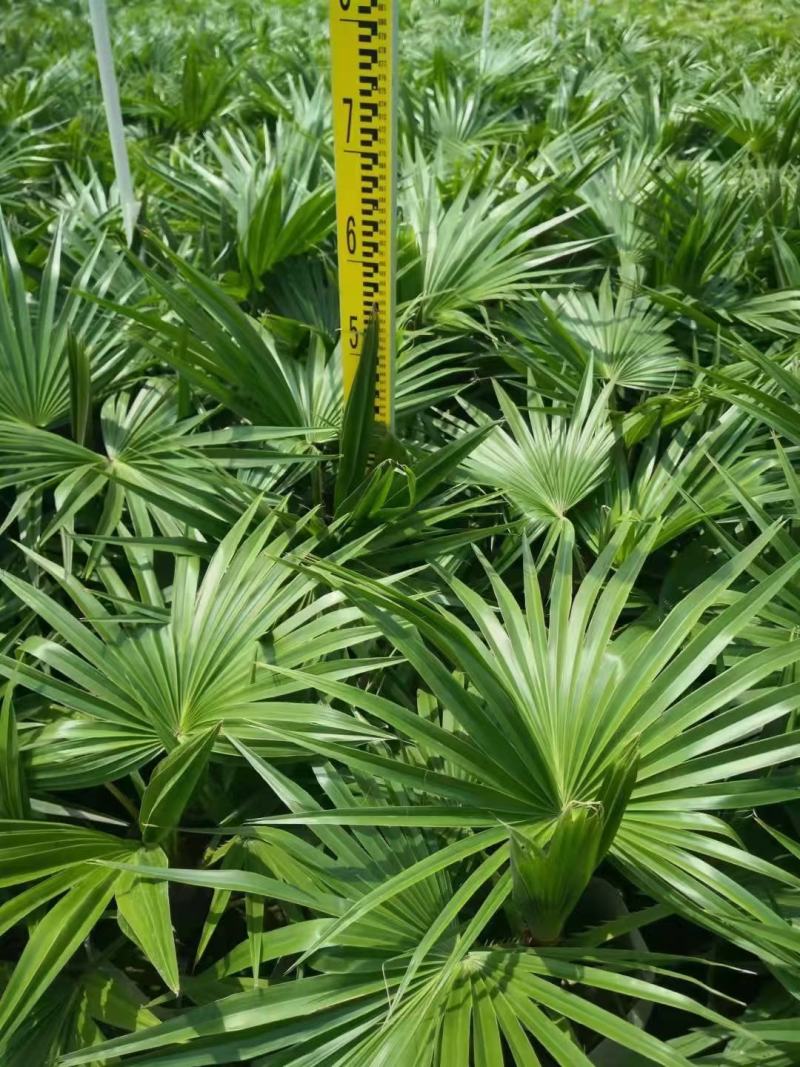 四川成都温江基地苗圃棕竹杯苗30-50高质量保证