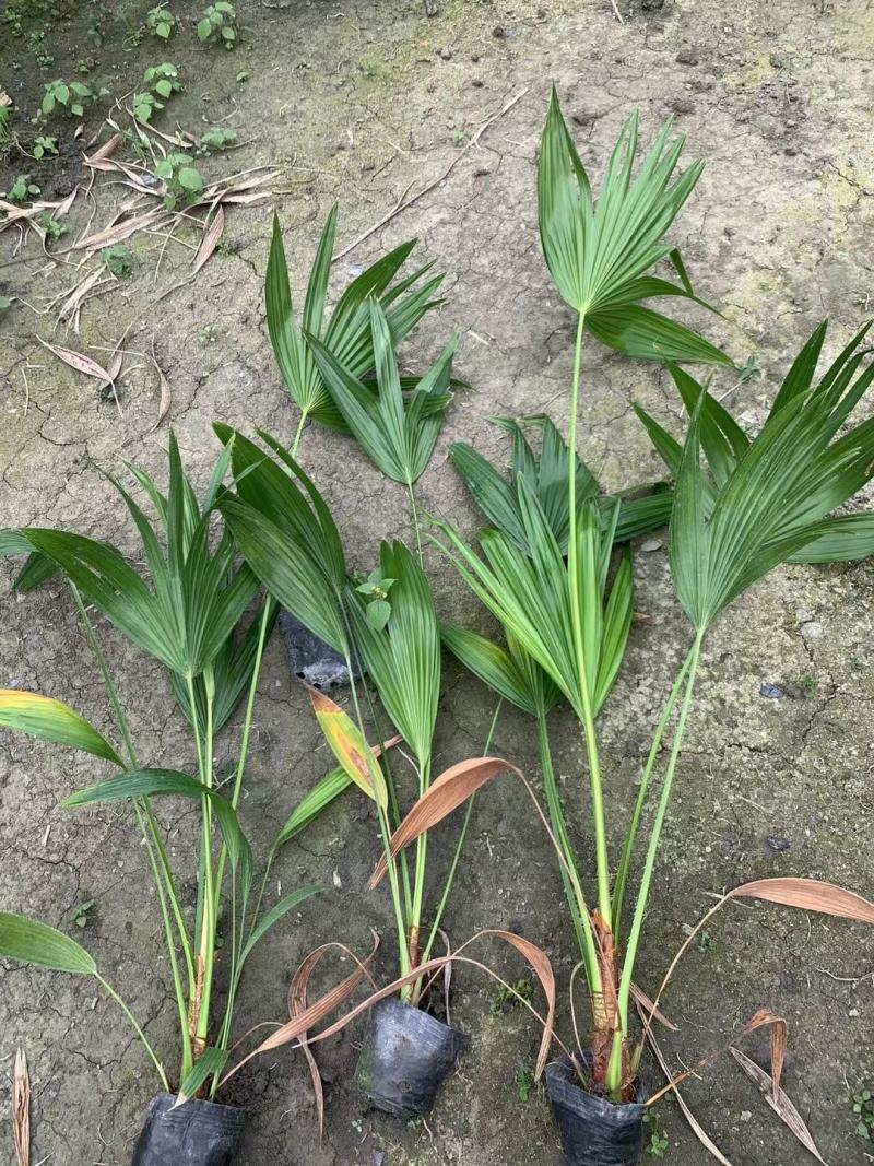四川成都温江基地苗圃棕竹杯苗30-50高质量保证