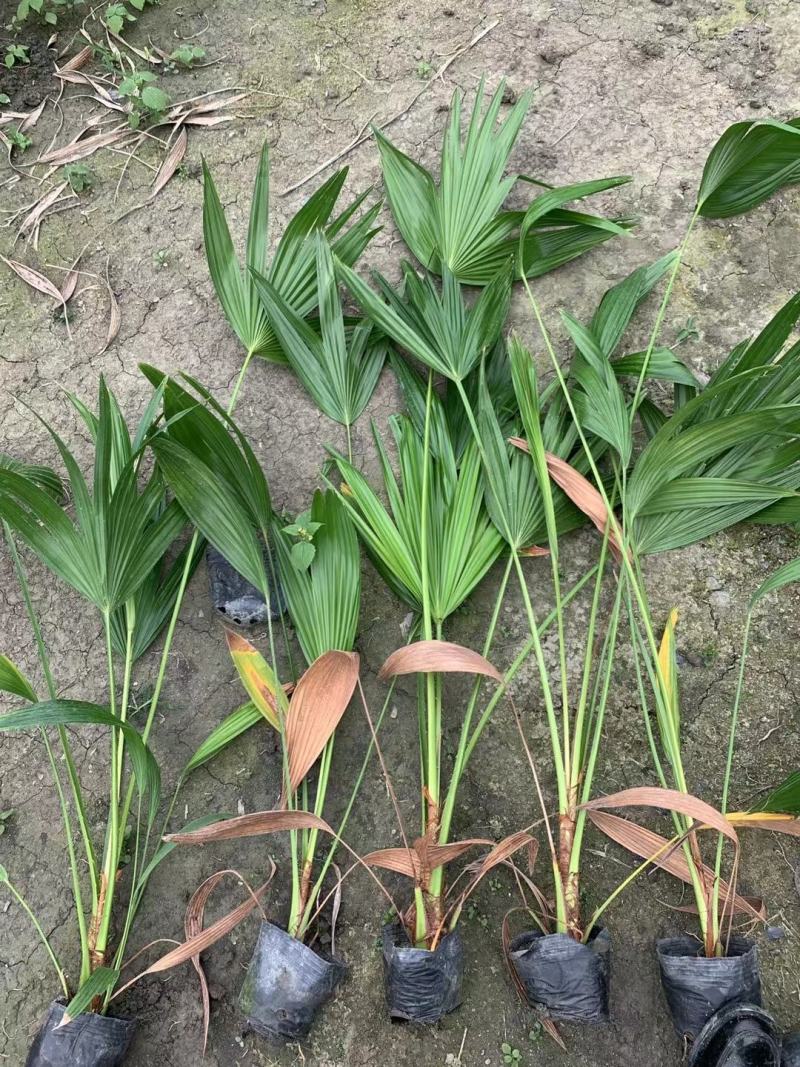 四川成都温江基地苗圃棕竹杯苗30-50高质量保证
