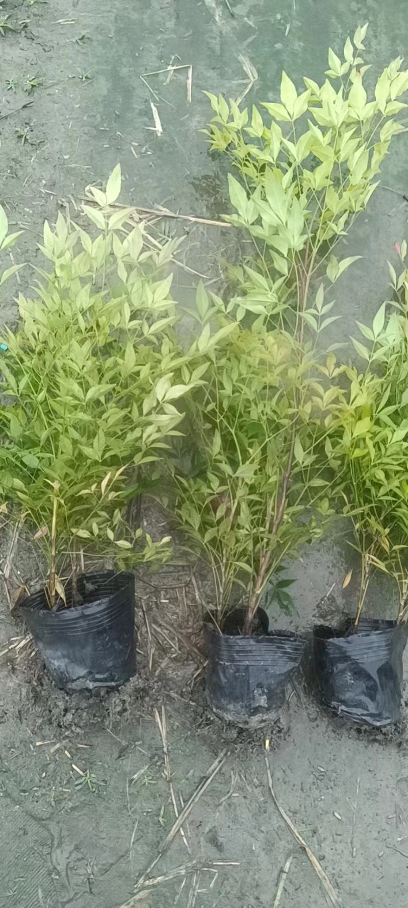 四川成都温江基地苗圃南天竹，质量保证，货源充足