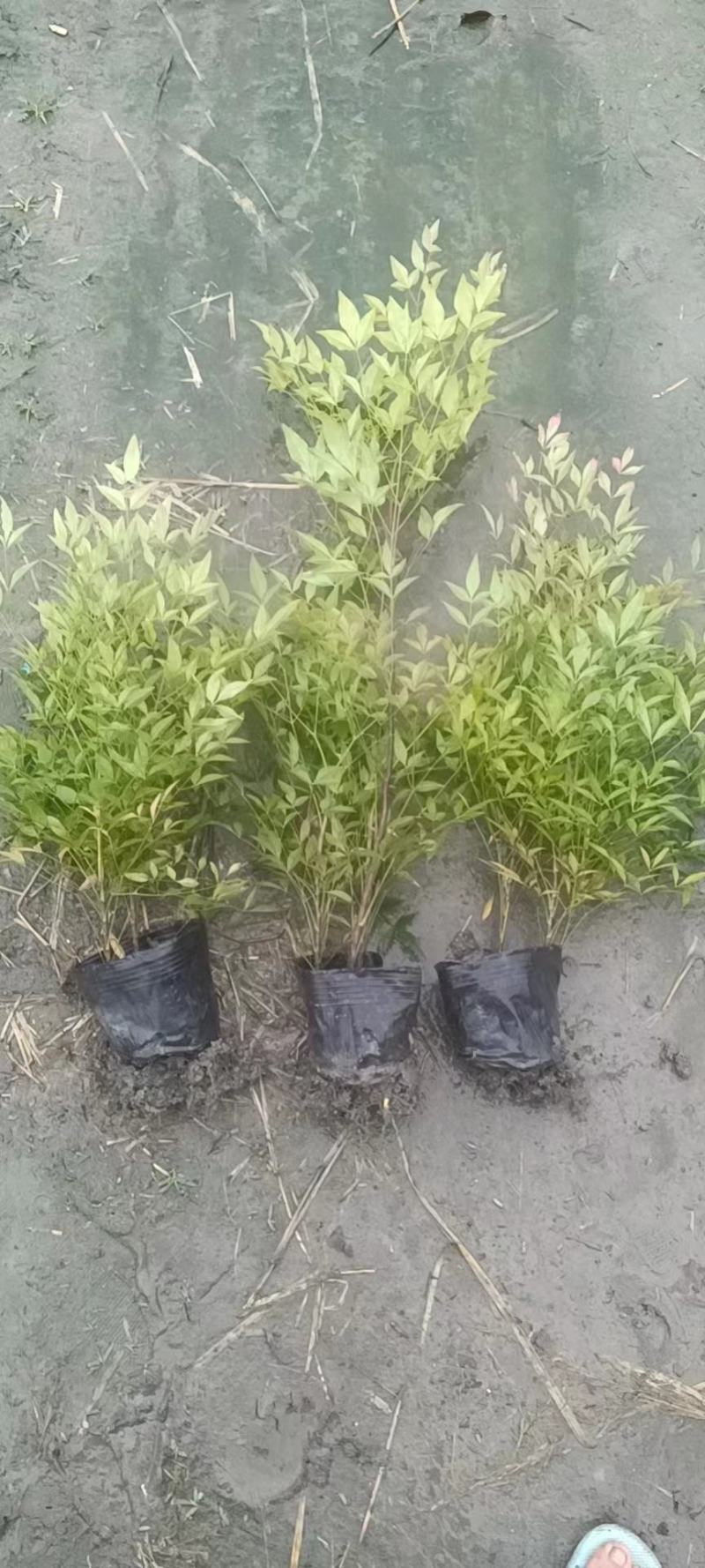 四川成都温江基地苗圃南天竹，质量保证，货源充足