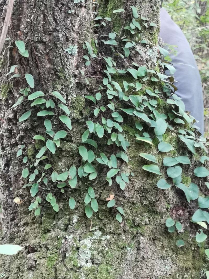 石韦陕西秦岭略阳野生无硫干货快递包邮现货