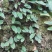 石韦陕西秦岭略阳野生无硫干货快递包邮现货