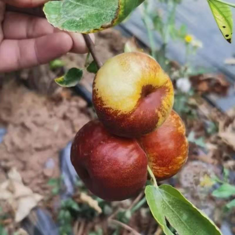 新品种枣树苗奶油潘枣大冬枣树苗当年结果苗