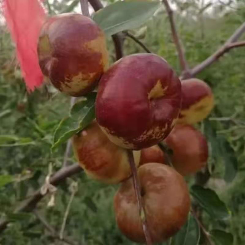 新品种枣树苗奶油潘枣大冬枣树苗当年结果苗