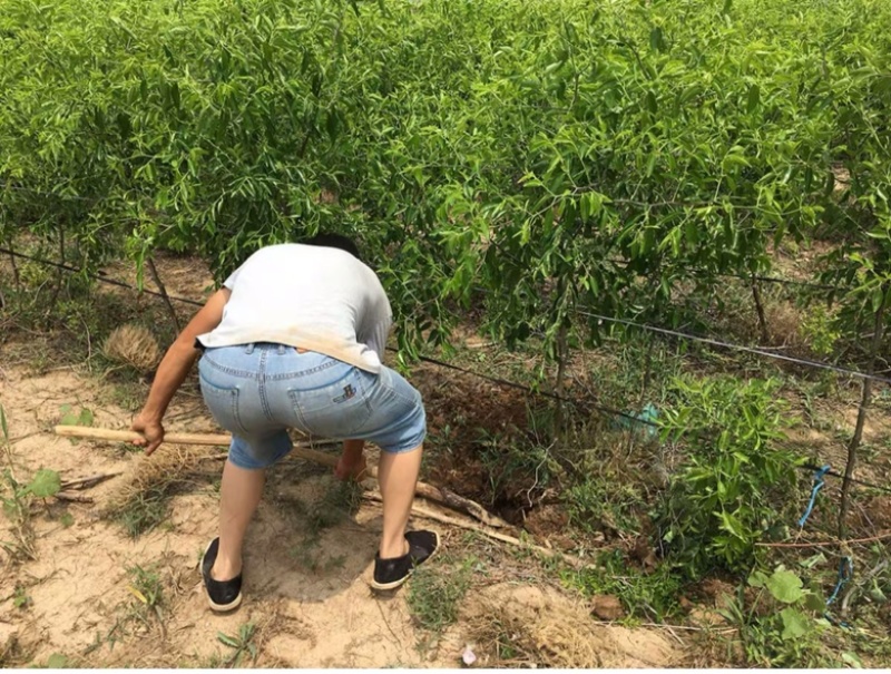 新品种枣树苗奶油潘枣大冬枣树苗当年结果苗