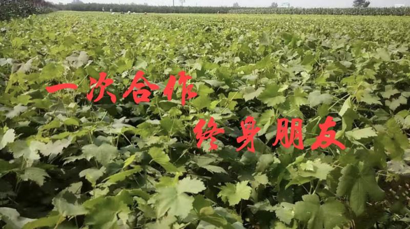 【实力推荐】葡萄苗红提提葡萄苗保成活率免费技术指导