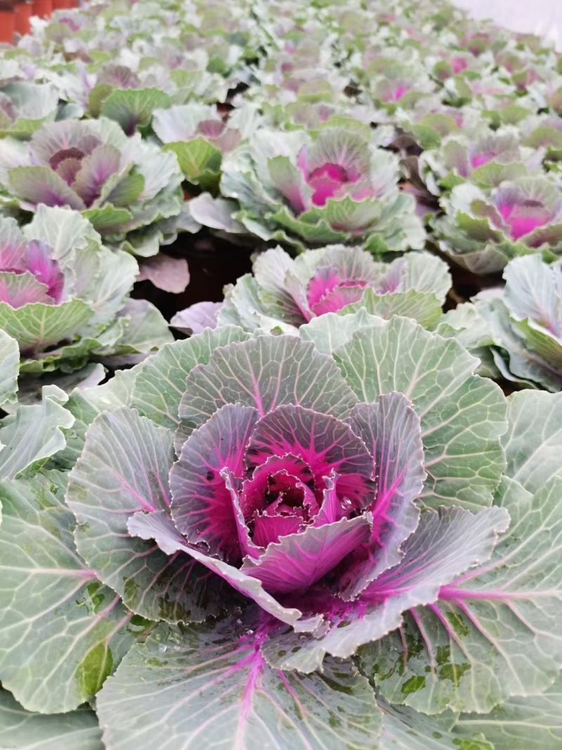 本基地常年供应各种苗木花卉30羽衣甘蓝，工程货，欢迎选购