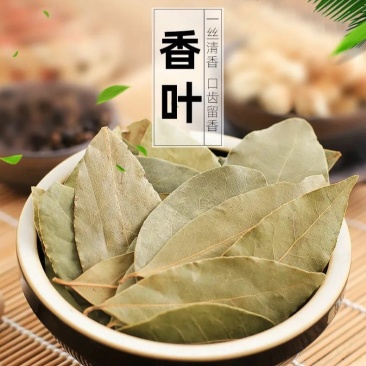特绿香叶月季叶香叶火锅卤料香料调味