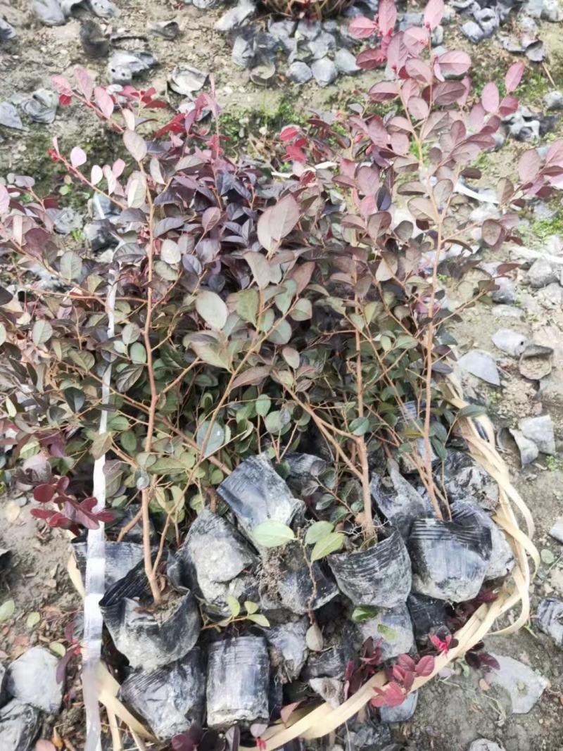 四川成都温江基地苗圃红继木，基地货.什么规格都有