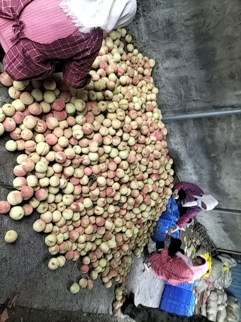 映霜红桃通货