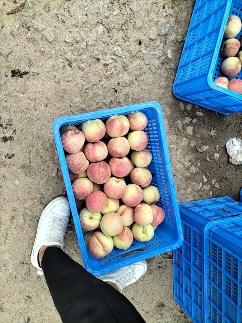 映霜红桃通货