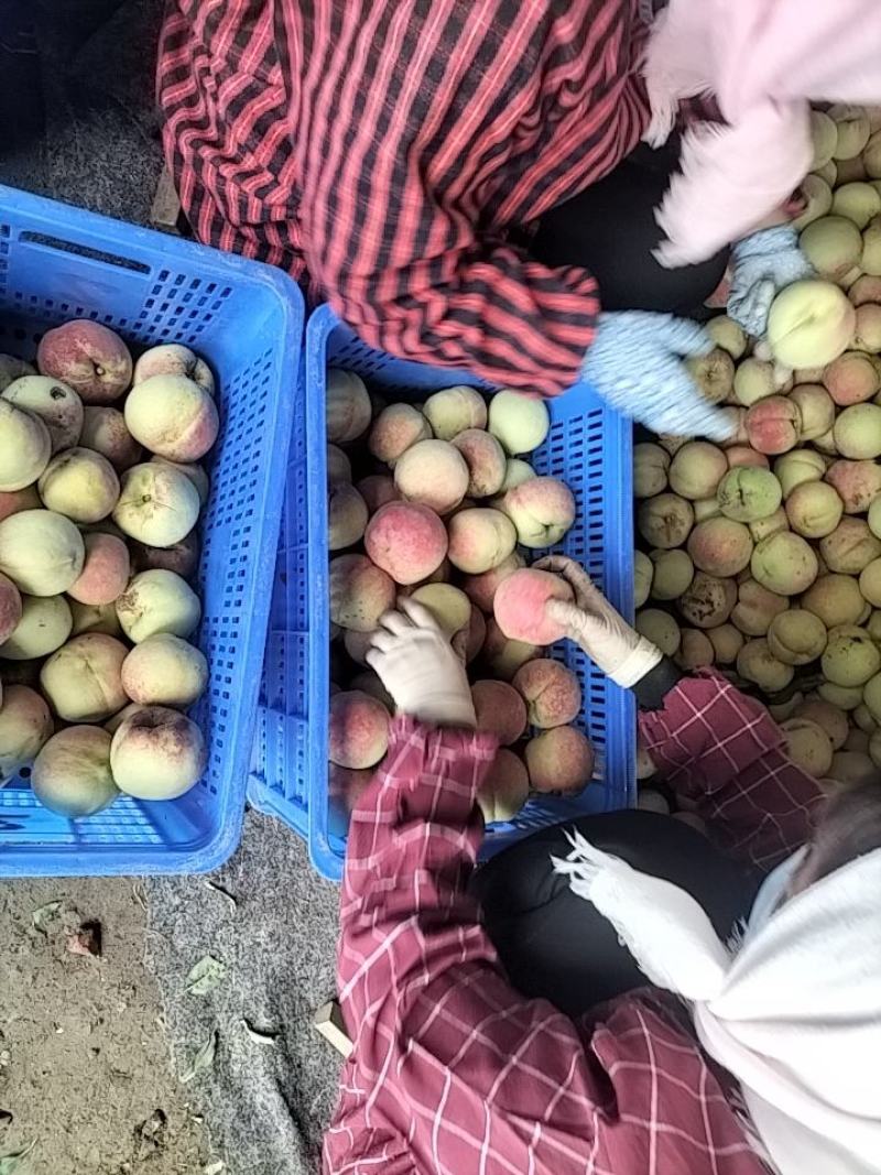 映霜红桃通货