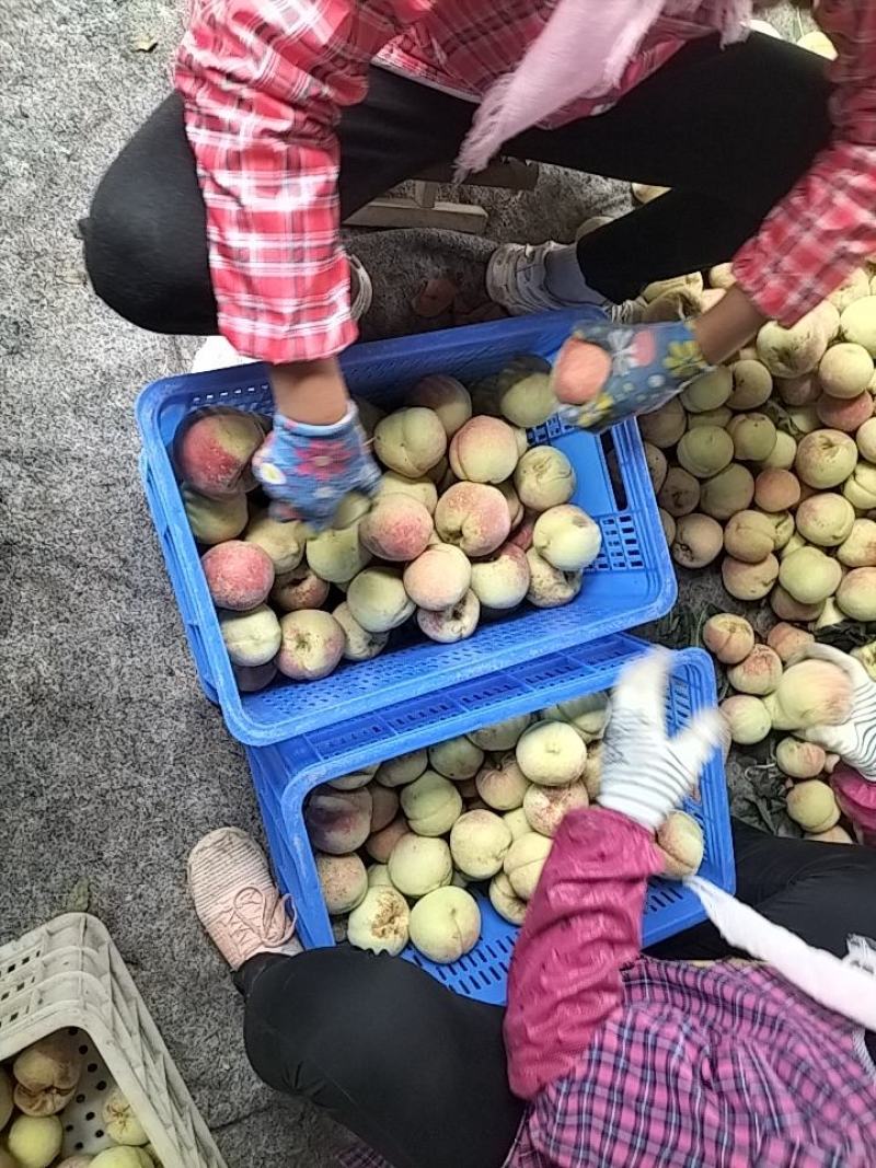 映霜红桃通货